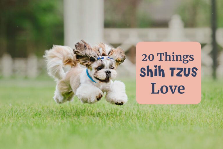 20 Things Shih Tzus Love To Do: Benefits May Surprise You
