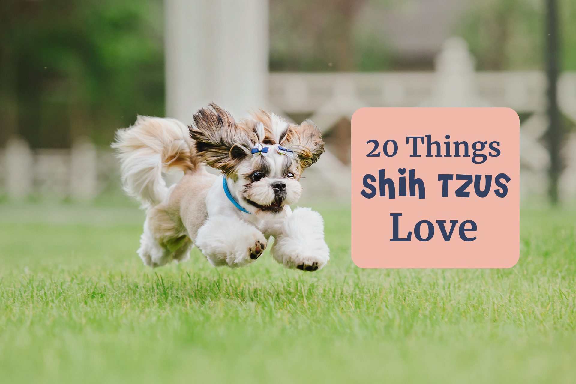 What are the things Shih Tzus love to do? There are 20 things that Shih Tzus love to do; including swimming, playing fetch, long walks. digging, eating, sleeping and the list goes on.