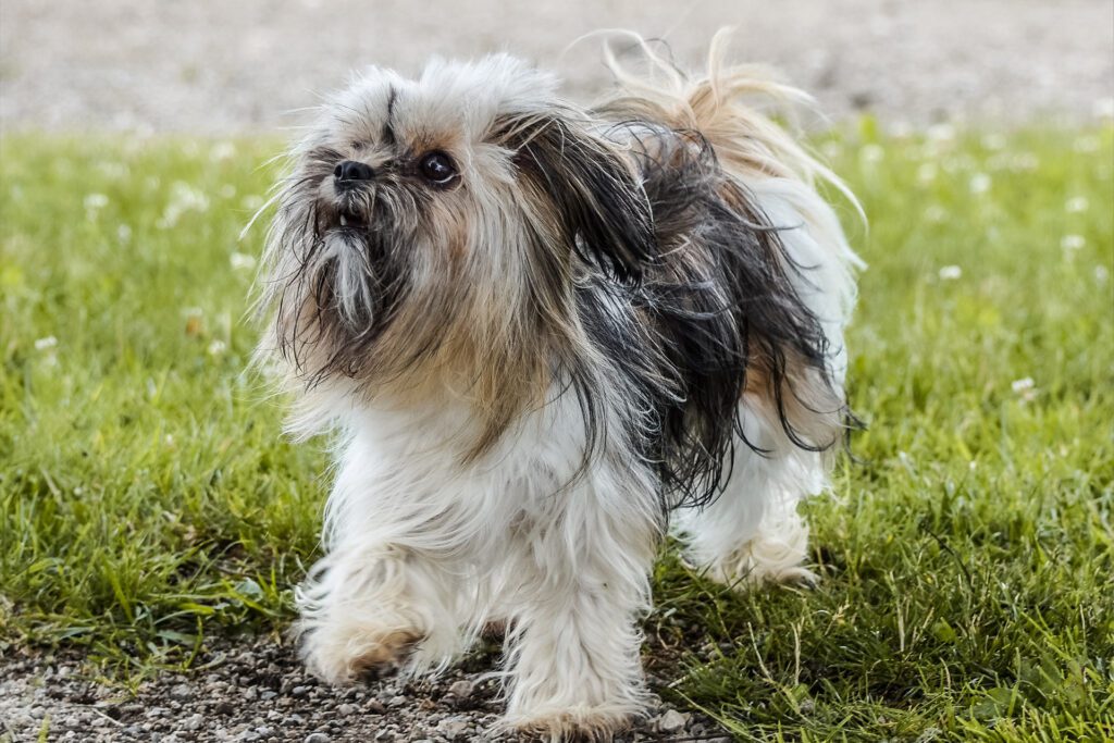 Are Shih Tzus jealous dogs? How to stop them from being jealous