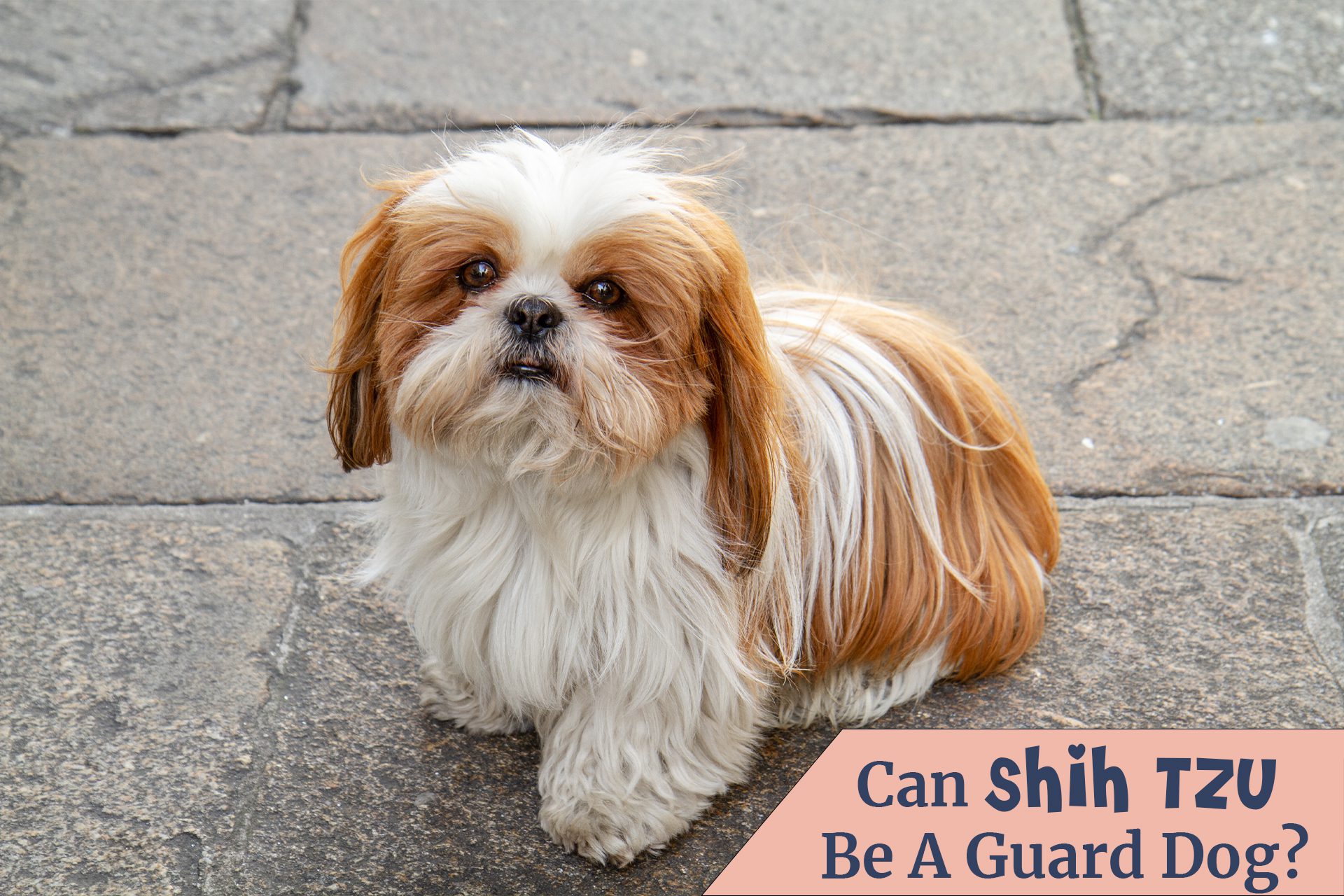Can Shih Tzu be a guard dog? Considering the size and cuteness Shih Tzus do not match with the qualities of a good guard dog but they can be great watchdogs.