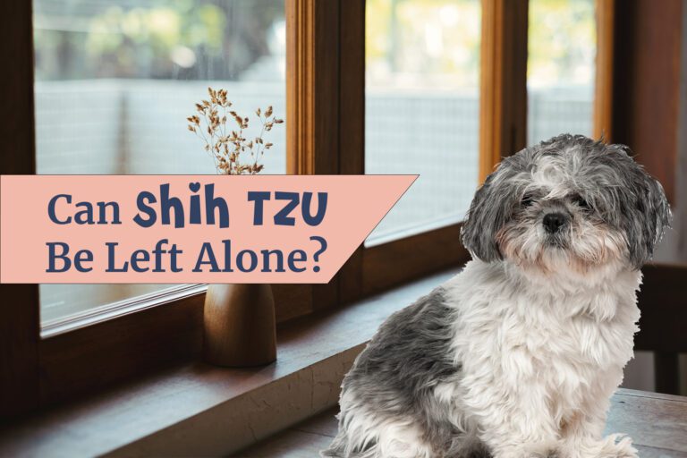 Can Shih Tzus Be Left Alone At Home: 8 Expert Training Tips?