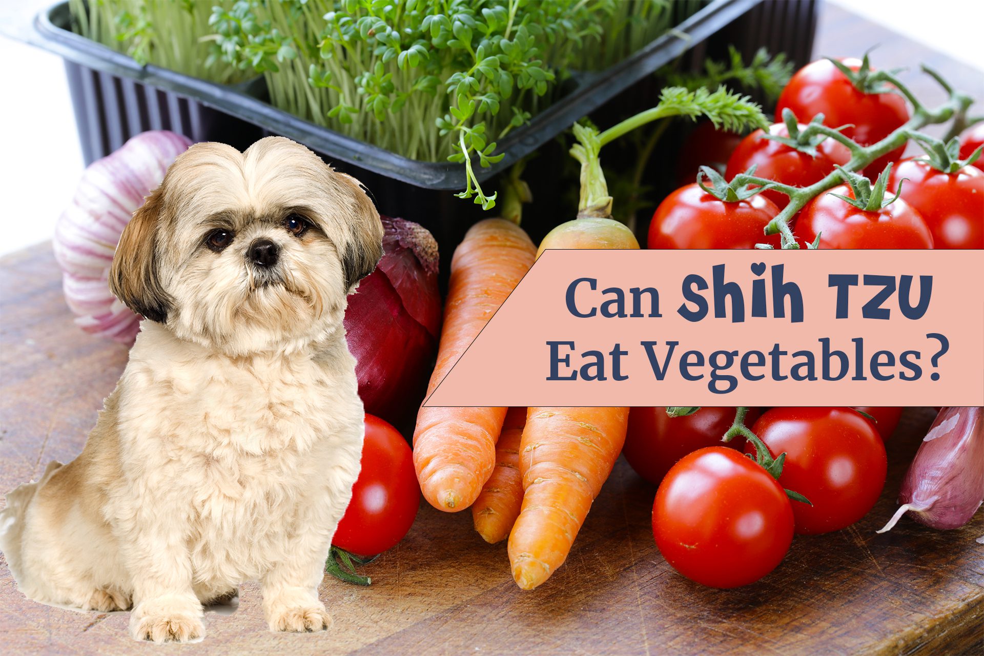 Can Shih Tzu eat vegetables? The answers is yes but with some ifs and buts.