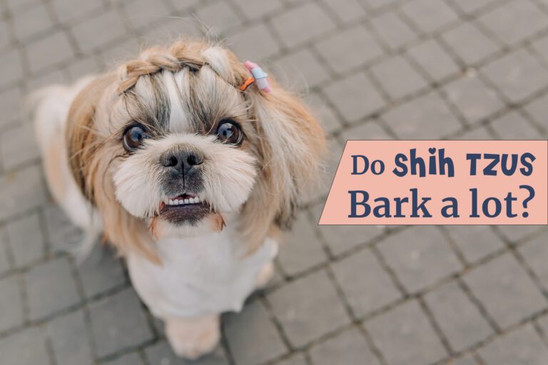Do Shih Tzus Bark A Lot: Reasons & Training Tips To Stop Them