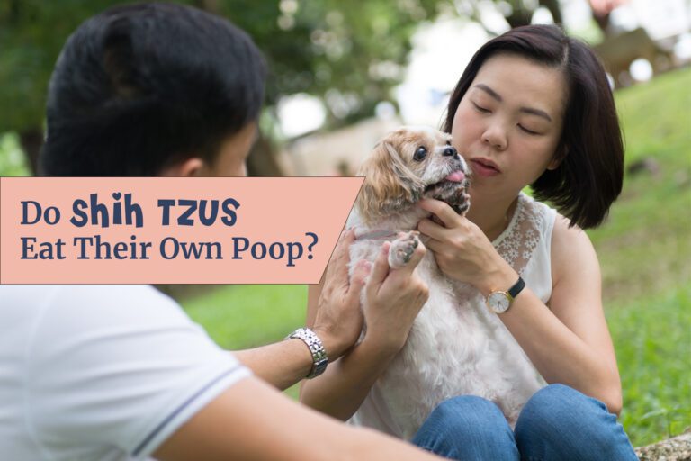 Do Shih Tzus Eat Their Own Poop: 11 Surprising Reasons
