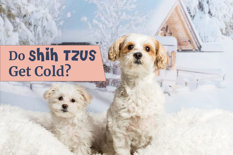 Do Shih Tzus Get Cold: 11 Tips To Avoid