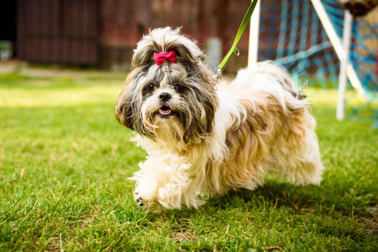 How To Identify A Purebred Shih Tzu: The Ultimate Guide
