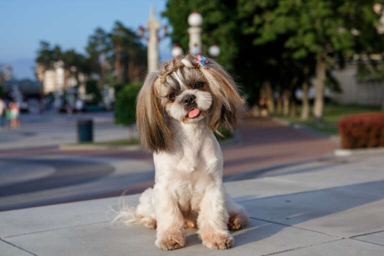 How Shih Tzus Communicate With You: 17 Surprising Ways 