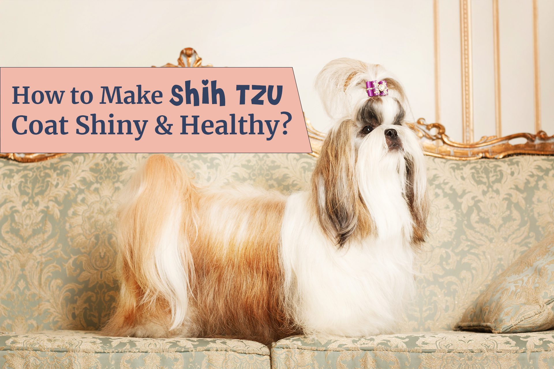 As a Shih Tzu owner, what can we do for Shih Tzu coat care? How to make it shiny and healthy? There are a few tips to make sure that your Shih Tzu's coat is shiny and healthy. Regular bathing, brushing, grooming, healthy diet and suppliments can help in making the Shih Tzu coat shiny, silky and healthy.