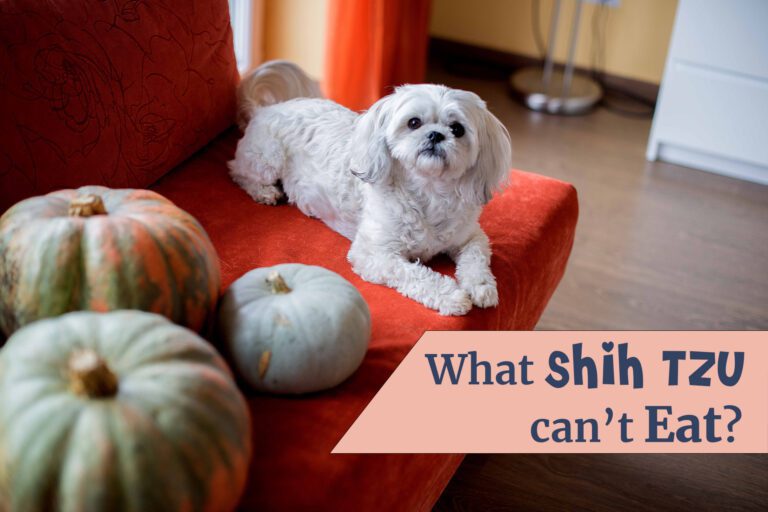 What Shih Tzu Can’t Eat: 20 Toxic Foods To Avoid