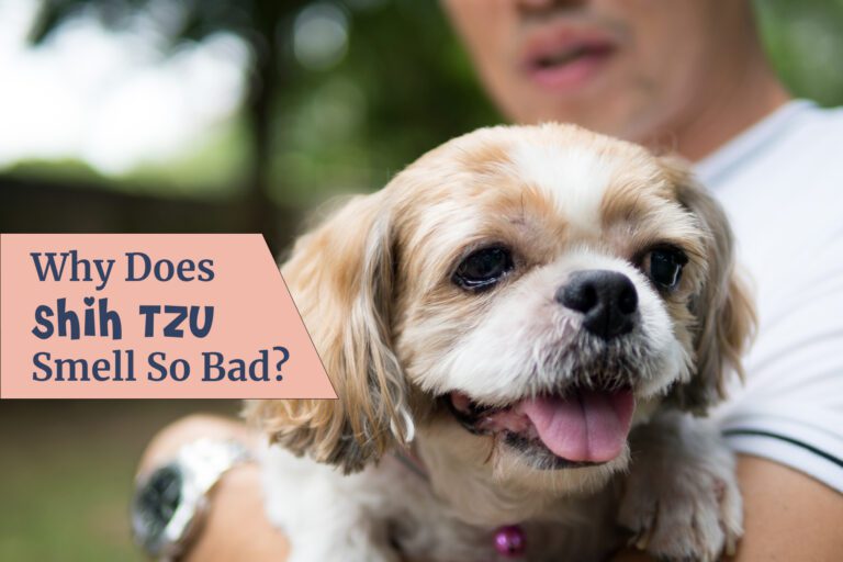 5 Reasons Why Does Shih Tzu Smell So Bad?