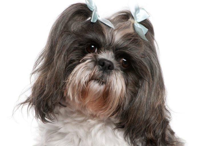 Why Does My Shih Tzu Stare At Me: 6 Amazing Reasons