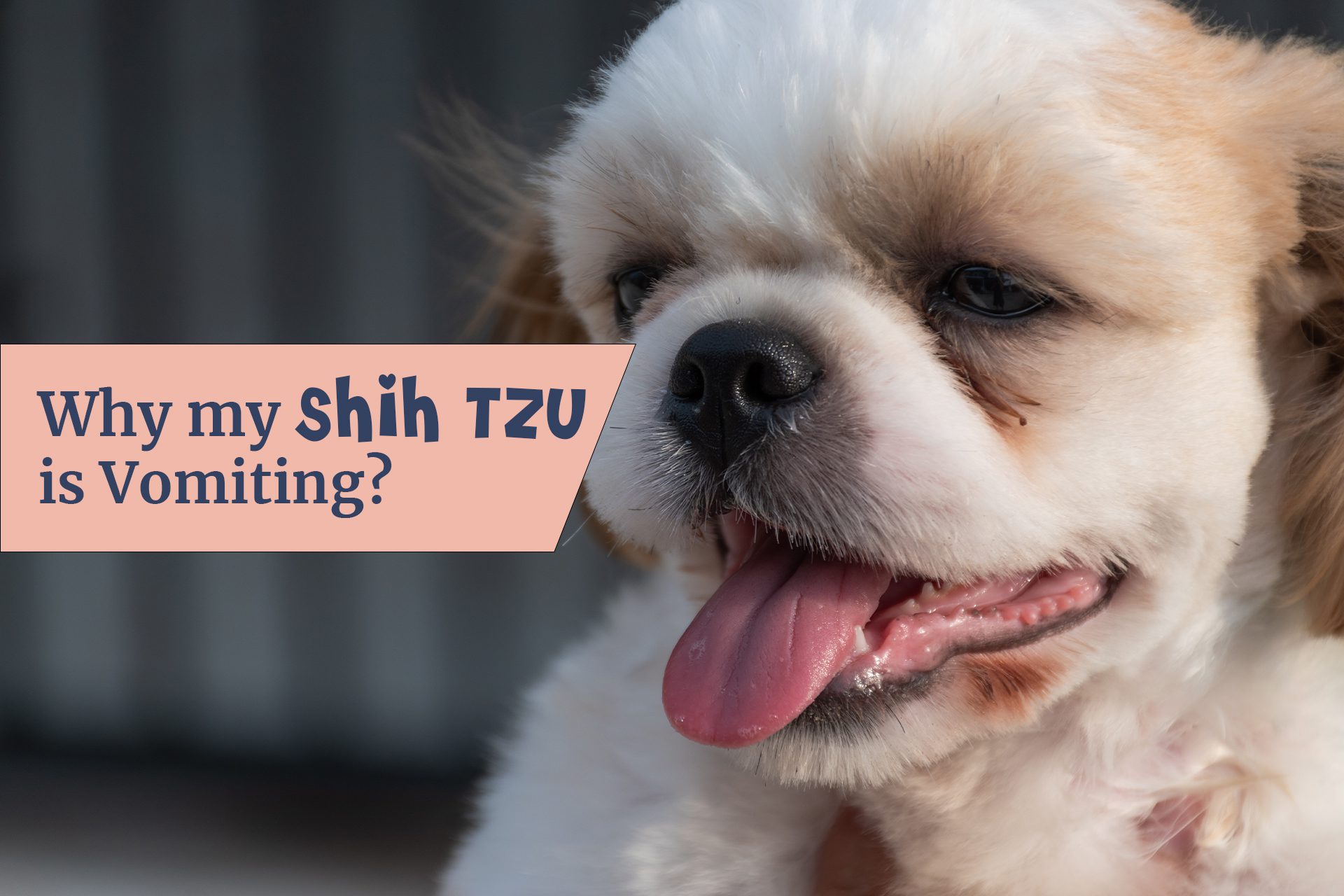 Why my Shih Tzu is vomiting? It is important to identify the cause of vomiting in order to provide the correct treatment.