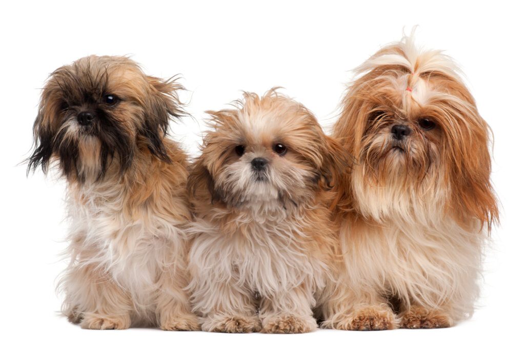 How many puppies can a Shih Tzu have? 1–4 puppies