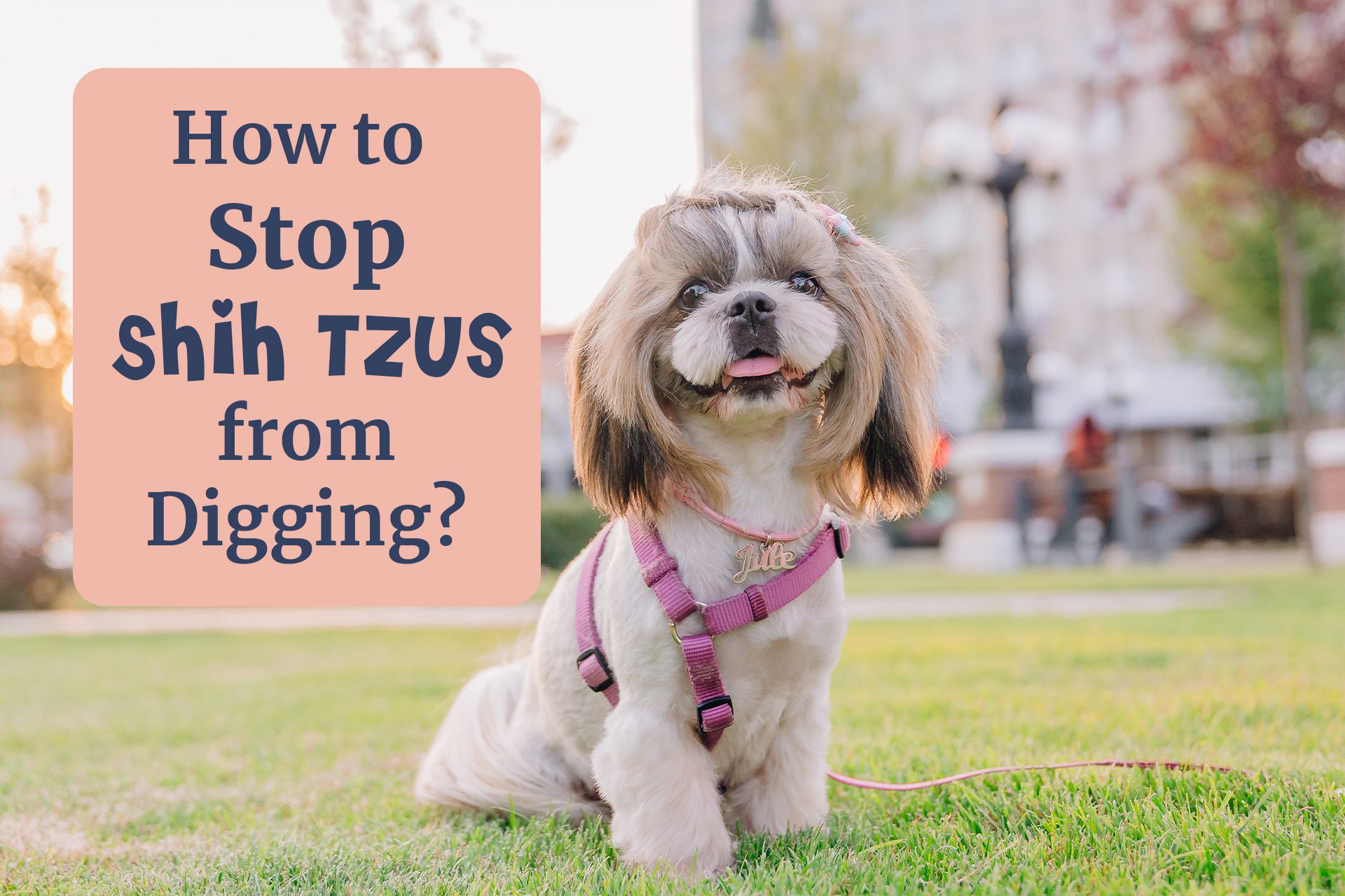 How to stop Shih Tzu from digging? There are several possible ways to stop Shih Tzu from digging by proper training.