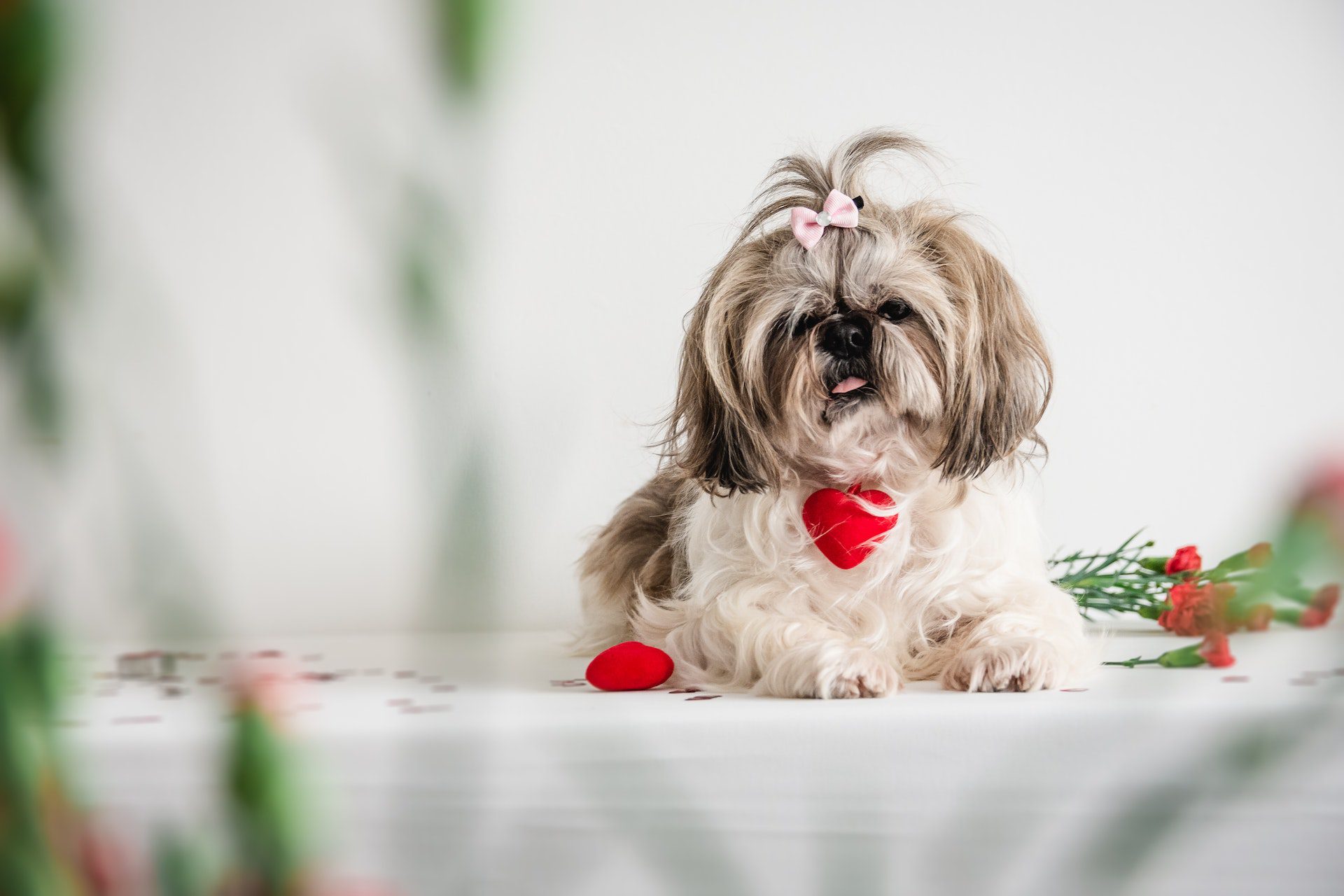 Are Imperial Shih Tzus healthy?