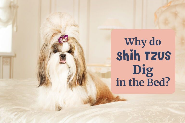 Why Do Shih Tzus Dig In The Bed: 10 Surprising Reasons