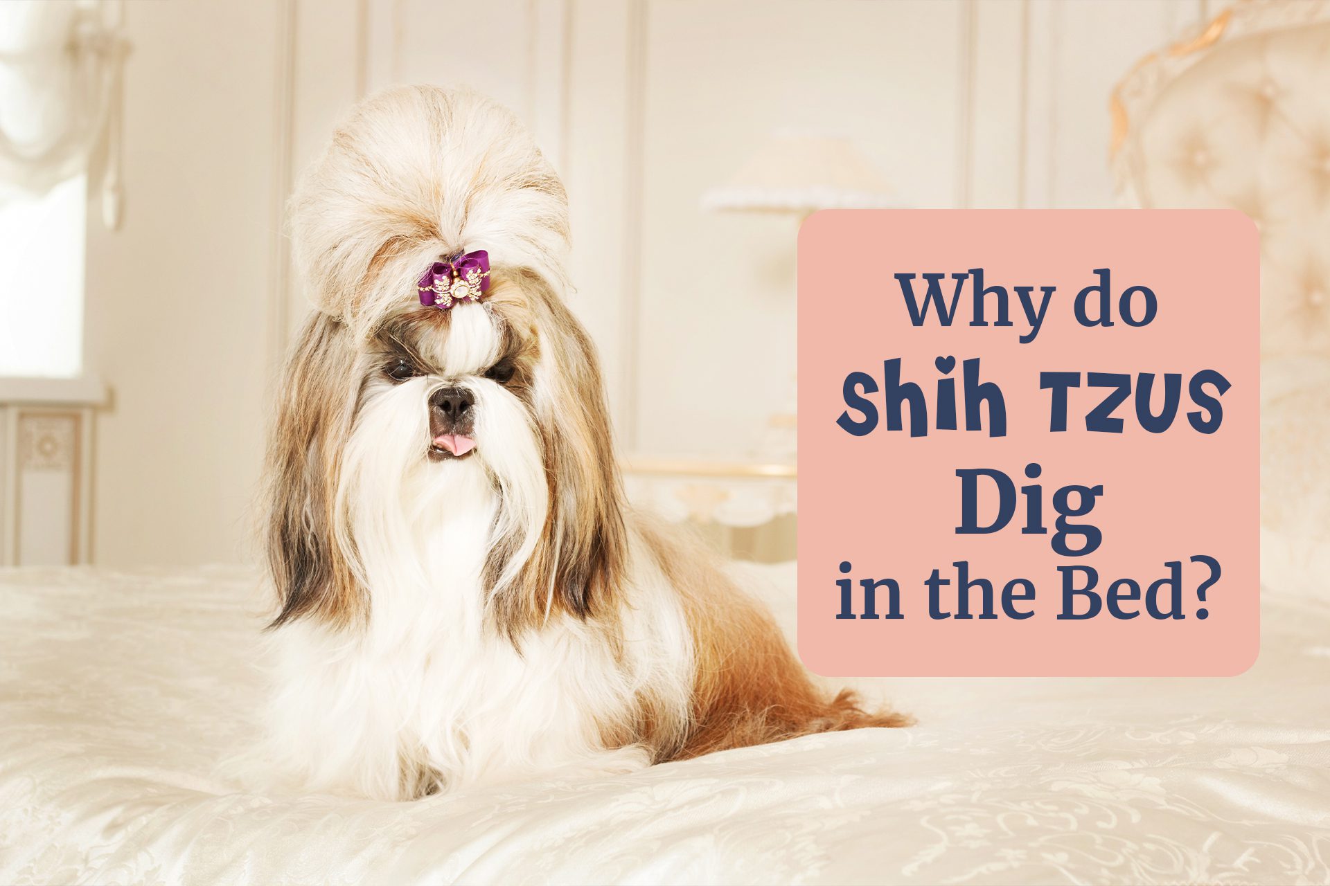 Why do Shih Tzus dig in the bed? there are several reasons that can relate to your dog.