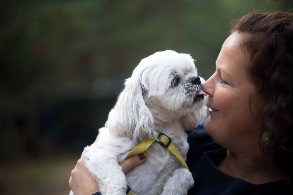 White Shih Tzu licking a smiling woman on the face
