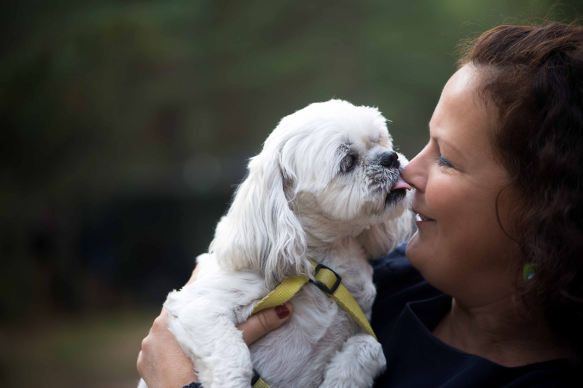 Why do Shih Tzus lick so much? There are two main reasons; Medical and Behavioral.