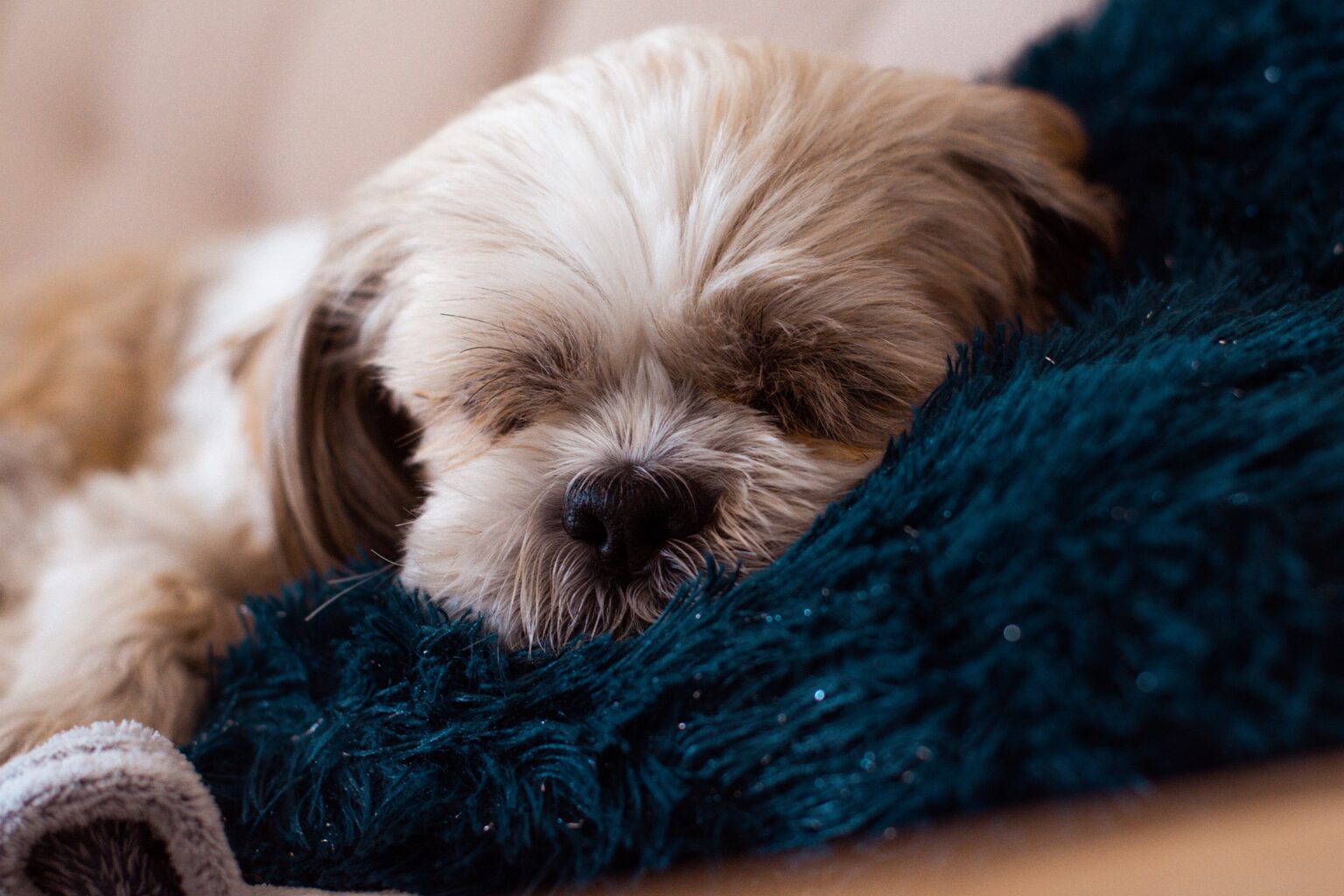 Do Shih Tzu Sleep A Lot Should You Let Them Sleep With You 