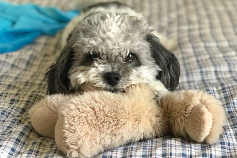 Do Shih Tzus Bite A Lot: 12 Ways To Stop This Habit?