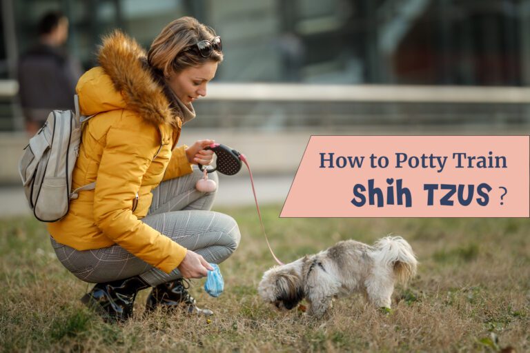How To Potty Train Shih Tzus: The Ultimate Tips And Tricks