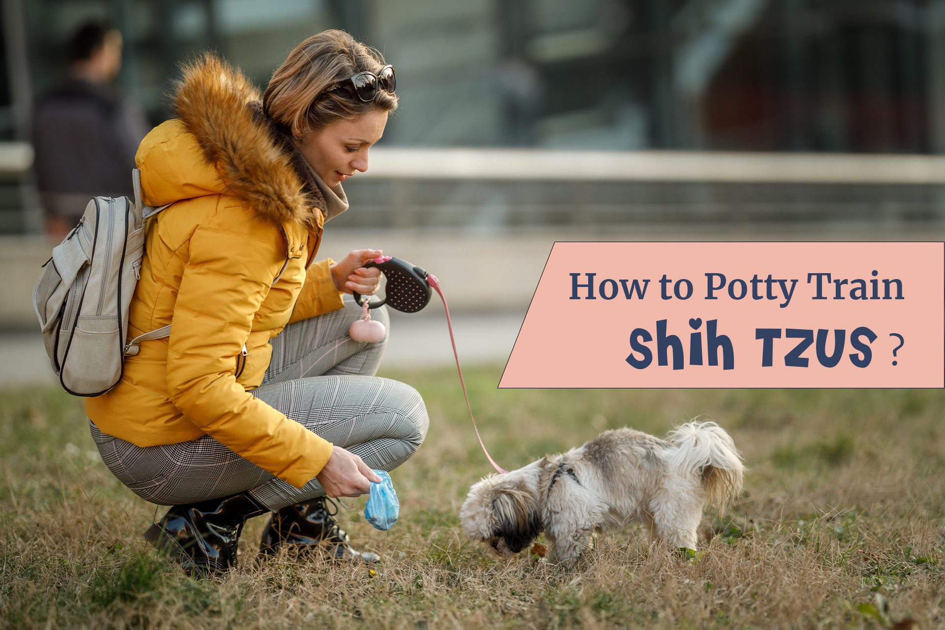 How to potty train Shih Tzus?