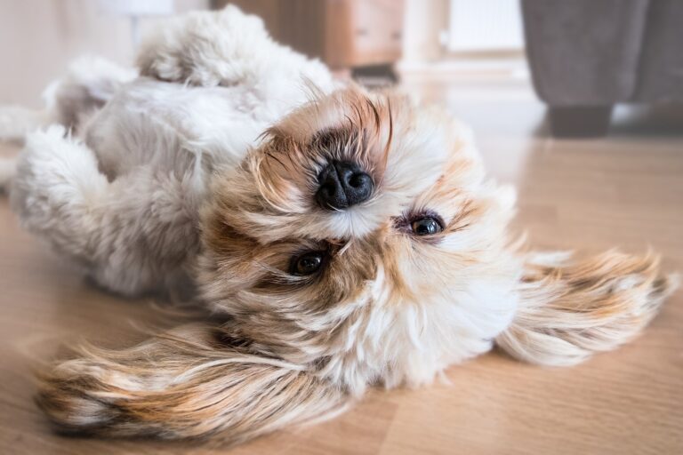 Why Does Shih Tzu Scratching A Lot: How To Help Them Stop?
