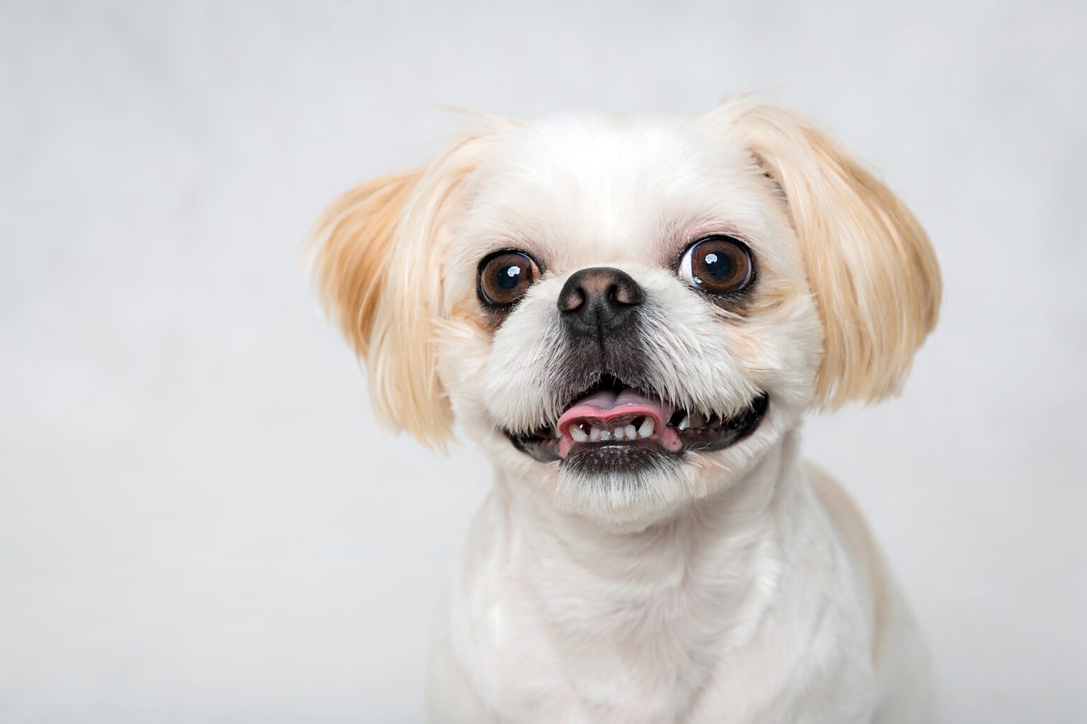 Shih Tzu Teeth Care A Complete Guide