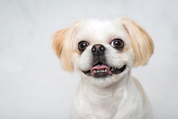 How to Properly Clean and Care for Your Shih Tzu's Ears