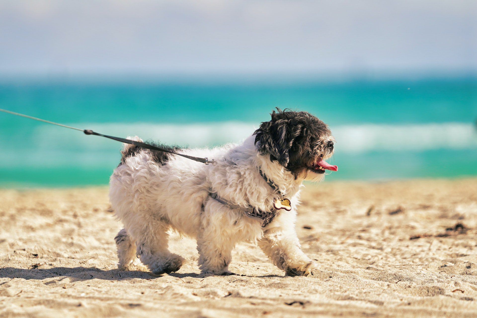 How Far Can A Shih Tzu Walk 