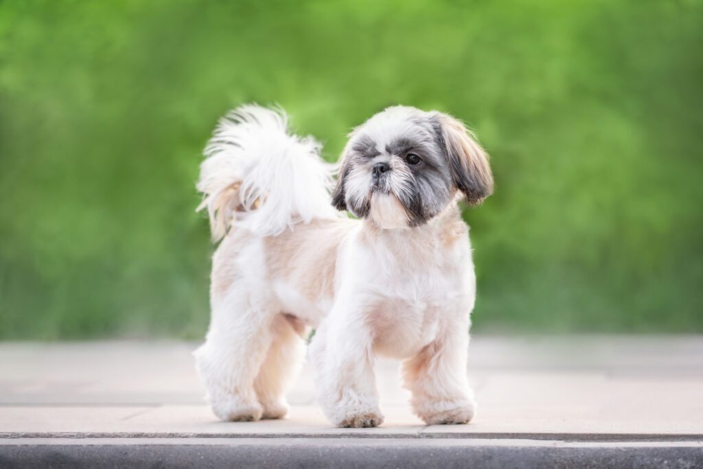 How Much Should A Shih Tzu Weigh Complete Guide