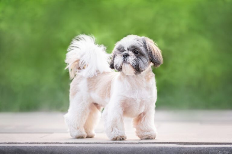 How Much Should A Shih Tzu Weigh: Complete Guide