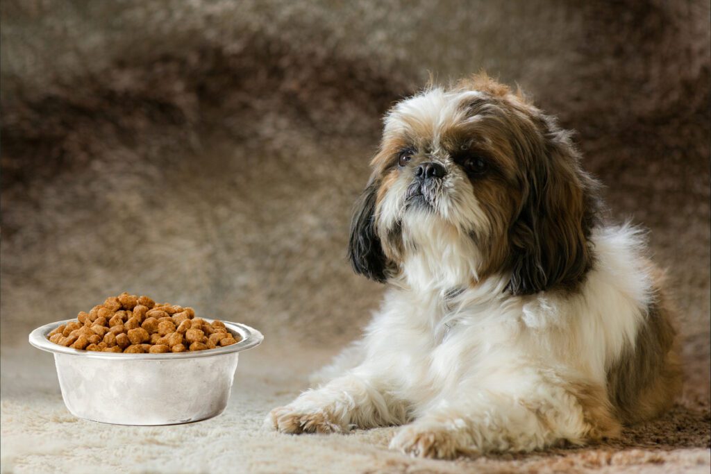 How to get picky Shih Tzu to eat?