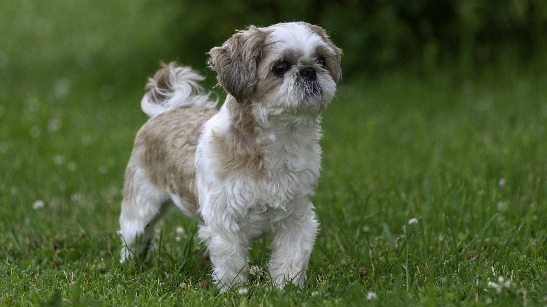 Neutering a Shih Tzu can change their behavior in a number of ways. The most common change is that they will become less aggressive and more easygoing.
