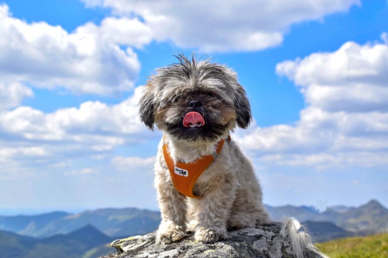 Common Allergies in Shih Tzus – Signs, Causes, And Treatments