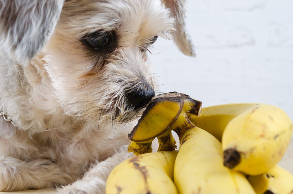 can Shih Tzu eat bananas