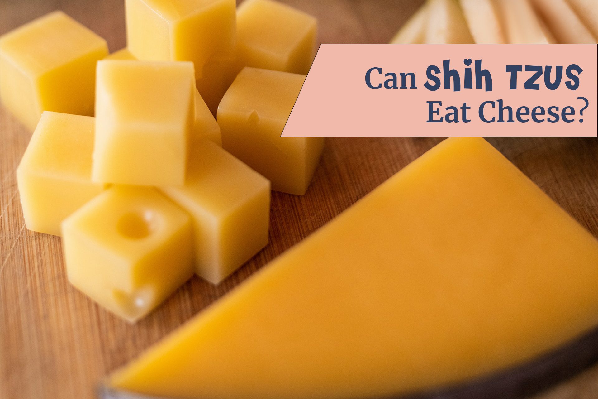 Can Shih Tzu eat cheese