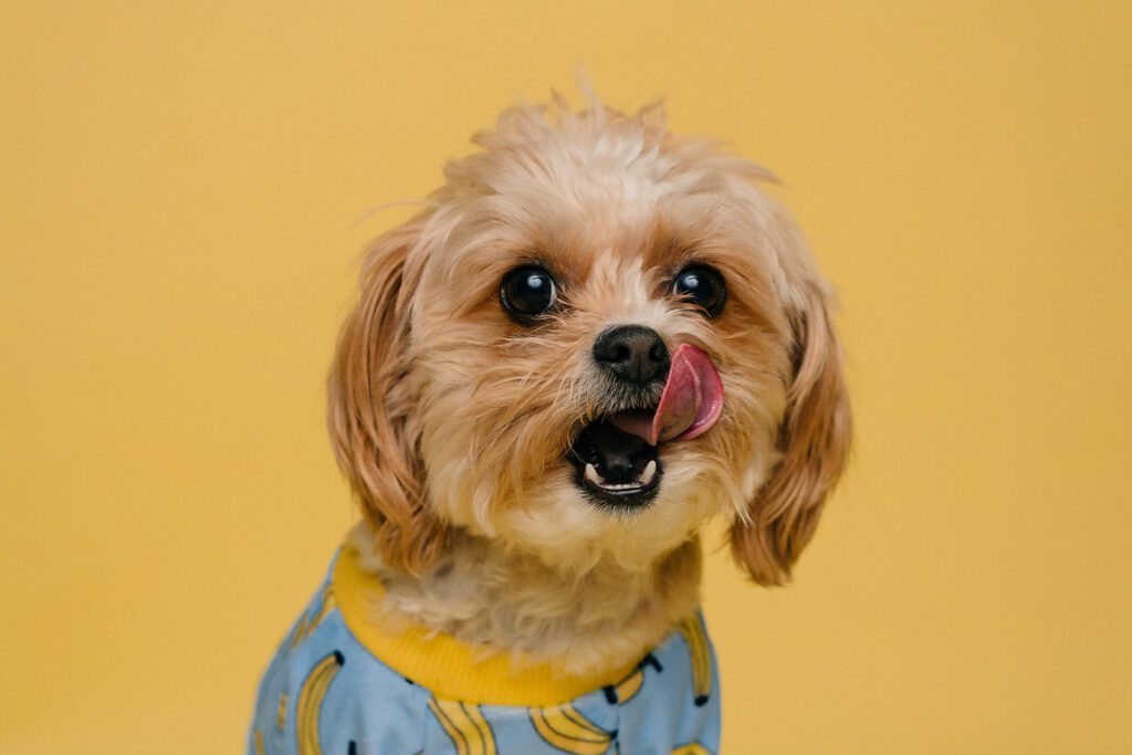 Curated visual reference: Can Shih Tzu Eat Bananas The Ultimate Pros Cons Photo Inspiration