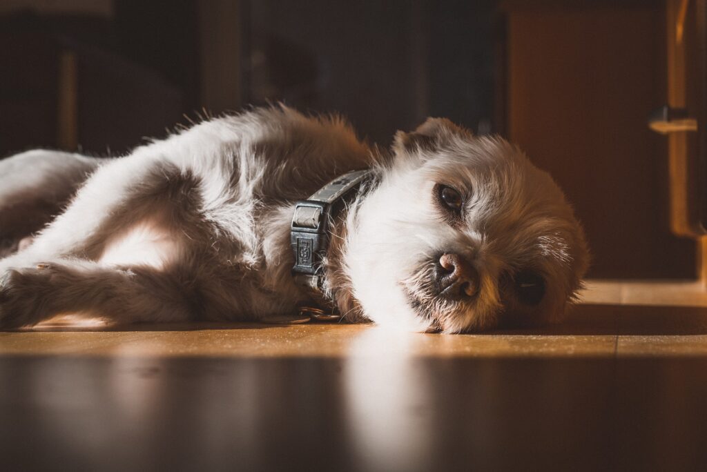 Shih Tzu Teeth Care A Complete Guide