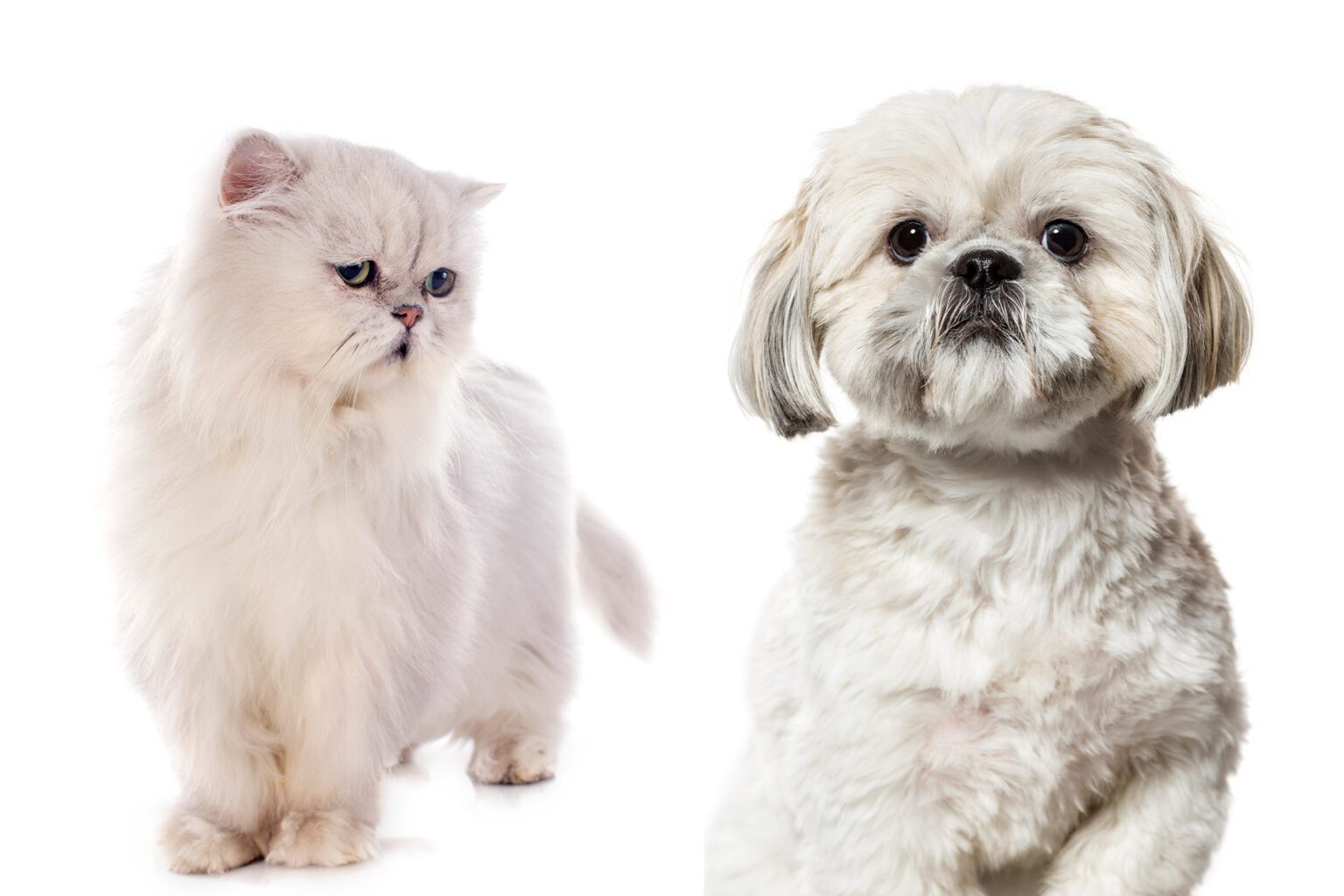 Shih Tzu Temperament With Cats 10 Tips to Help Them Get Along