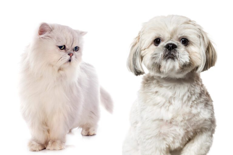 Shih Tzu Temperament With Cats: 10 Tips to Help Them Get Along