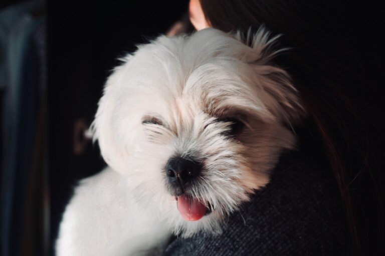 Shih Tzu Adoption Or Purchase: The Pros And Cons To Consider