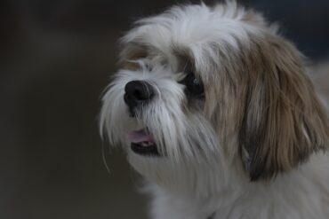 Shih Tzu Sneezing, Reverse Sneezing, and Coughing: What’s Normal and When to Worry