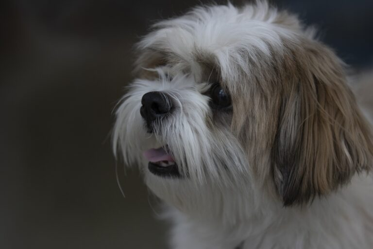 Why Your Shih Tzu Keeps Sneezing: Solving the Mystery