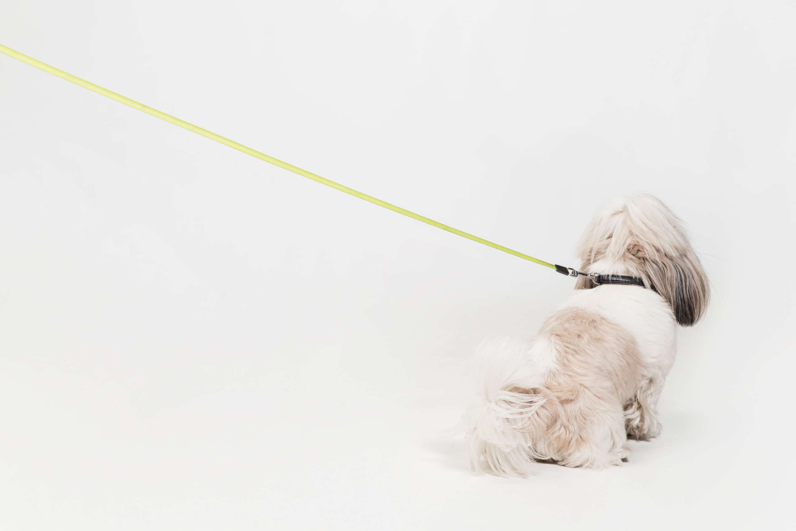 Shih Tzu pulling on a leash attached to a neck collar