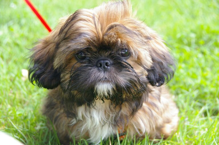 Shih Tzu Urinary Problems: Expert Tips To Understand and Prevent