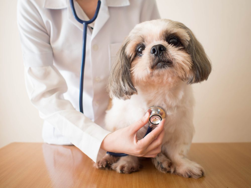 The danges of poor nutrition for Shih Tzus