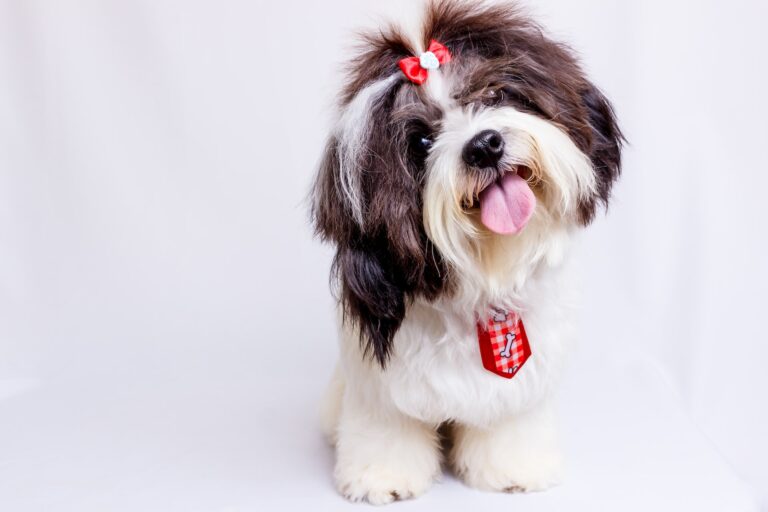How To Make A Shih Tzu Love You: 10 Secrets To Win Over