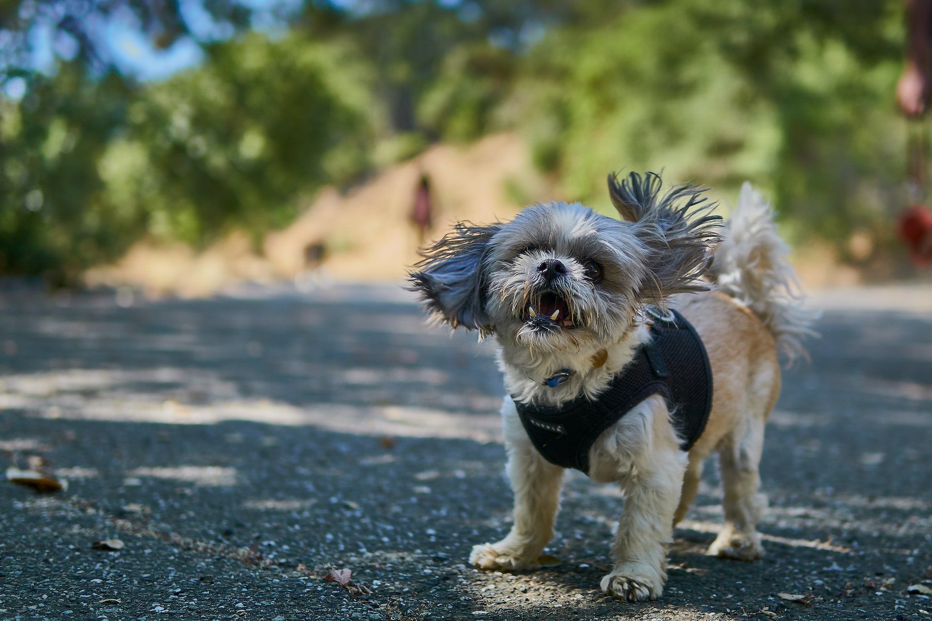 why is my shih tzu aggressive